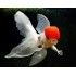 Оранда красная шапка імпорт (Carassius auratus) - 6см