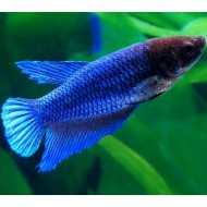 Петух самка (Betta splendens) - 4см