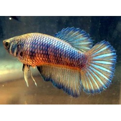 Петушок халфмун (Betta splendens) - 3см