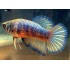 Петушок халфмун (Betta splendens) - 3см