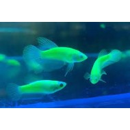 Петух самка гло зелена (Betta splendens) - 3-4см