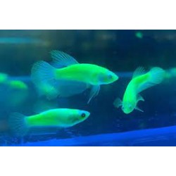 Петух самка гло зелена (Betta splendens) - 3-4см