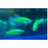 Петух самка гло зелена (Betta splendens) - 3-4см