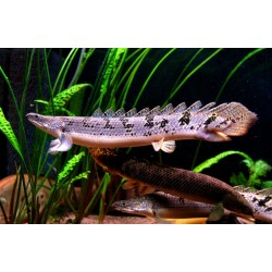 Полиптерус Дельгези (Polypterus delhezi) - 7-9см 