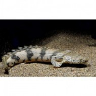 Полиптерус Эндлихера (Polypterus endlicheri) - 7см