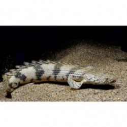 Полиптерус Эндлихера (Polypterus endlicheri) - 7см