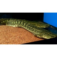 Полиптерус Лапради (Polypterus lapradii) - 12-13см