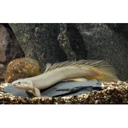 Полиптерус сенегальский (Polypterus senegalus) - 6,5-7см