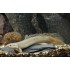 Полиптерус сенегальский (Polypterus senegalus) - 6,5-7см