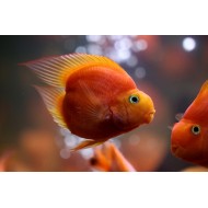 Попугай трехгибридный красное сердце (Hybrid cichlid) - 6,5-7см