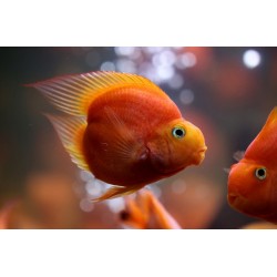 Попугай трехгибридный красное сердце (Hybrid cichlid) - 6,5-7см