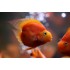Попугай трехгибридный красное сердце (Hybrid cichlid) - 6,5-7см