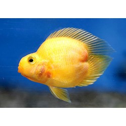 Попугай трехгибридный желтое сердце (Hybrid cichlid) - 6,5-7см