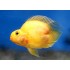 Попугай трехгибридный желтое сердце (Hybrid cichlid) - 6,5-7см