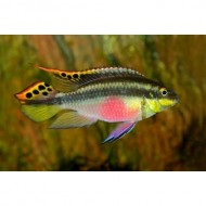 Попугайчик африканский (Pelvicachromis pulcher) - 3см