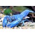 Рак деструктор австралийских (Cherax destructor Yabby) - 3-4см