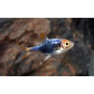 Расбора черная (Rasbora heteromorpha black) - 2см 