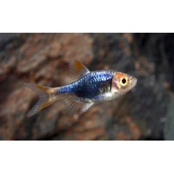 Расбора черная (Rasbora heteromorpha black) - 2см 