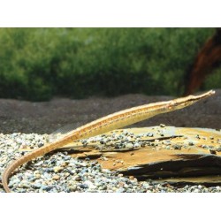 Рыба игла (Doryichthys martensii) - 12-13см