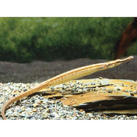 Фото Рыба игла (Doryichthys martensii) - 12-13см Купить