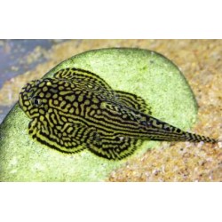 Севелия (Sewella lineolata)  - 2см