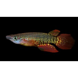 Щучка линеатус красный (Aplocheilus lineatus red) - 4см