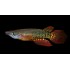 Щучка линеатус красный (Aplocheilus lineatus red) - 4см
