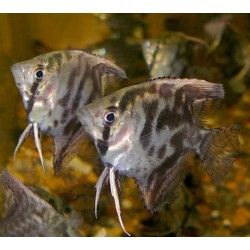 Скалярия леопардовая (Pteregophylum Scallare) - 4см 