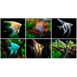 Скалярия микс (Pteregophylum Scallare) - 5-5,5см