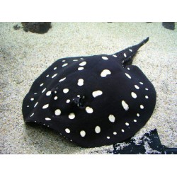 Скат леопольди Poblack самец (Potamotrygon Leopoldi) - 13-15см