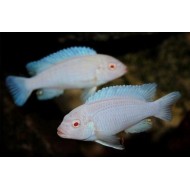 Снежинка (Maylandia zebra var. albino) - 5-6см