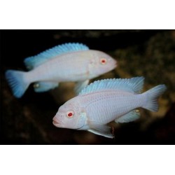Снежинка (Maylandia zebra var. albino) - 5-6см