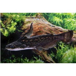 Сом Фишера (Trachelyopterus fisheri) - 5-6см