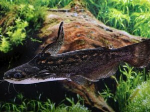В продажу поступили 29\09\20