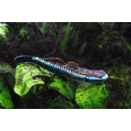 Стифодон кобальтовый (Stiphodon semoni) - 3.5-4см 