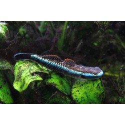 Стифодон кобальтовый (Stiphodon semoni) - 3.5-4см 