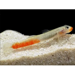 Стифодон красно белый (Sicyopus rubicundus) - 4,5-5,5см