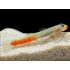 Стифодон красно белый (Sicyopus rubicundus) - 4,5-5,5см