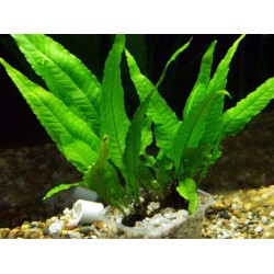 Таиландский папоротник (Microsorium pteropus) куст маленький