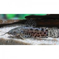 Таракатум обычный (Hoplosternum thoracatum) - 5-6см