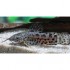 Таракатум обычный (Hoplosternum thoracatum) - 5-6см
