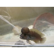 Тельматохромис темпоралис шелл (Telmatochromis temporalis "shell") - 4-5см