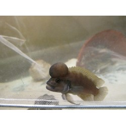 Тельматохромис темпоралис шелл (Telmatochromis temporalis "shell") - 4-5см