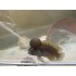 Тельматохромис темпоралис шелл (Telmatochromis temporalis "shell") - 4-5см