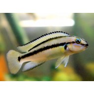 Тельматохромис виттатус (Telmatochromis vittatus) - 3-4см