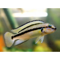 Тельматохромис виттатус (Telmatochromis vittatus) - 3-4см