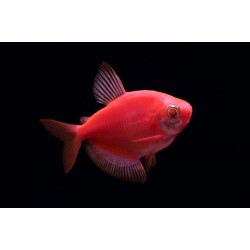 Тернеция глофиш GloFish красная алая (Gymnocorymbus ternetzi) - 2-3см