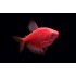 Тернеция глофиш GloFish красная алая (Gymnocorymbus ternetzi) - 2-3см