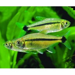 Тетра Шольца (Hyphessobrycon scholzei) - 3-3,5см 