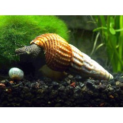 Тиломелания желтая точка (Yellow flack rabbit snail) - 6-7см